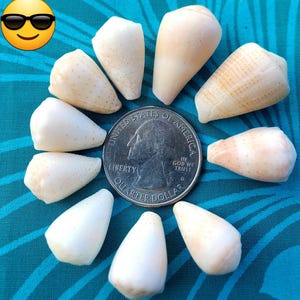 Può includere: Una collezione di dieci piccole conchiglie coniche color bianco sporco disposte in cerchio attorno a una moneta da venticinque centesimi degli Stati Uniti. Le conchiglie presentano sottili motivi maculati marrone chiaro e superfici lisce.