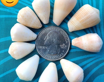 Cone shells a collections of  abbreviated, olive greens I'll be adding more this week.