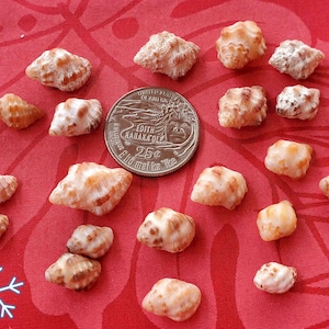 May include: A collection of small, tan and white seashells scattered on a red surface, alongside a quarter coin. The shells vary in shape and size, with a mix of smooth and textured surfaces. The coin features a detailed design.