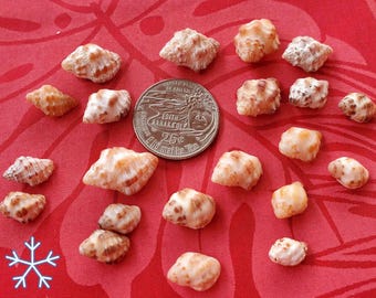 Hawaiian Drupe Shells of different varieties