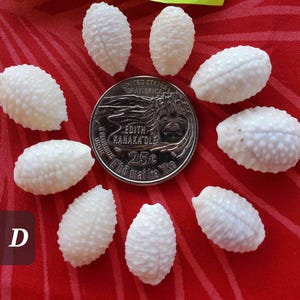 Granulated Cowrie Shell