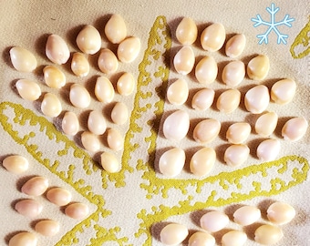 Hawaiian Cowrie Shells white & assorted purple...