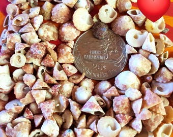 Hawaiian Top Shell