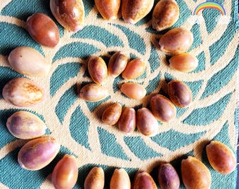 Cowrie Shells different varieties