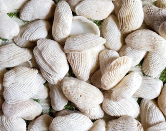 Hawaiian clam shells