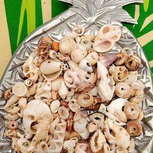 May include: A silver-colored, pineapple-shaped dish filled with a variety of seashells. The shells are in shades of white, beige, and brown, with some featuring unique shapes and textures. The background has a green and yellow tropical pattern.