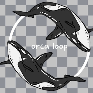 Op de afbeelding: Twee zwart-witte orka's zwemmen in een cirkel, met de tekst "orca loop" in het midden.