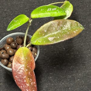 May include: A close-up of a Hoya plant cutting in a clear plastic pot. The leaves are a mix of green and red, with some showing white speckling. The pot contains brown, round pebbles, and the background is a dark gray.
