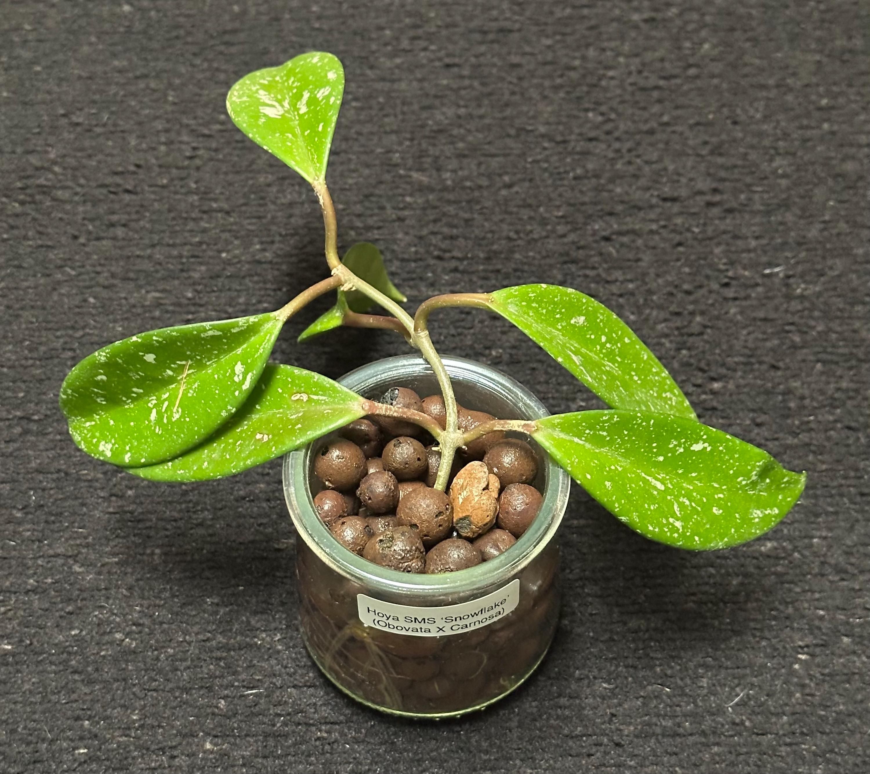 Hoya SMS 'snowflake' (obovata X Carnosa) - Etsy