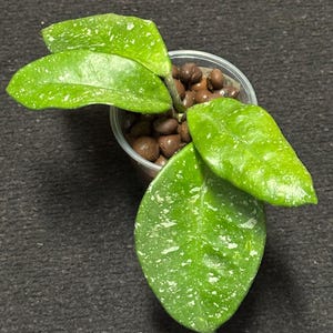 Hoya SMS ‘June’ (Macrophylla x Krinkle 8)