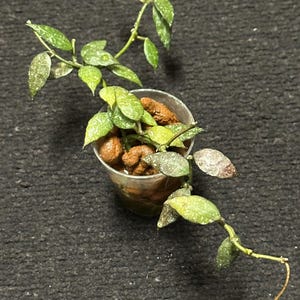 Hoya Lacunosa ‘Perangin Durian’