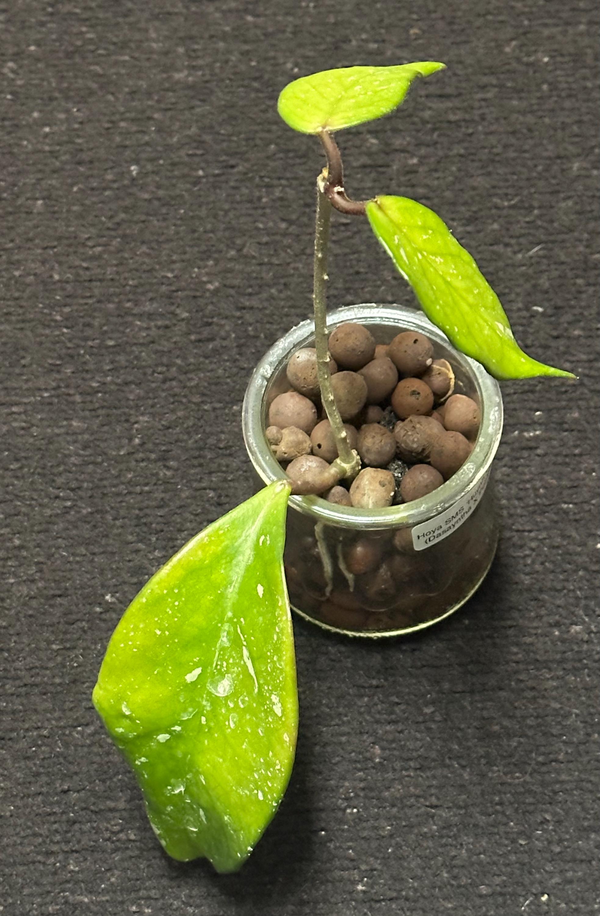 Mushukdan tupurikni yalaydi