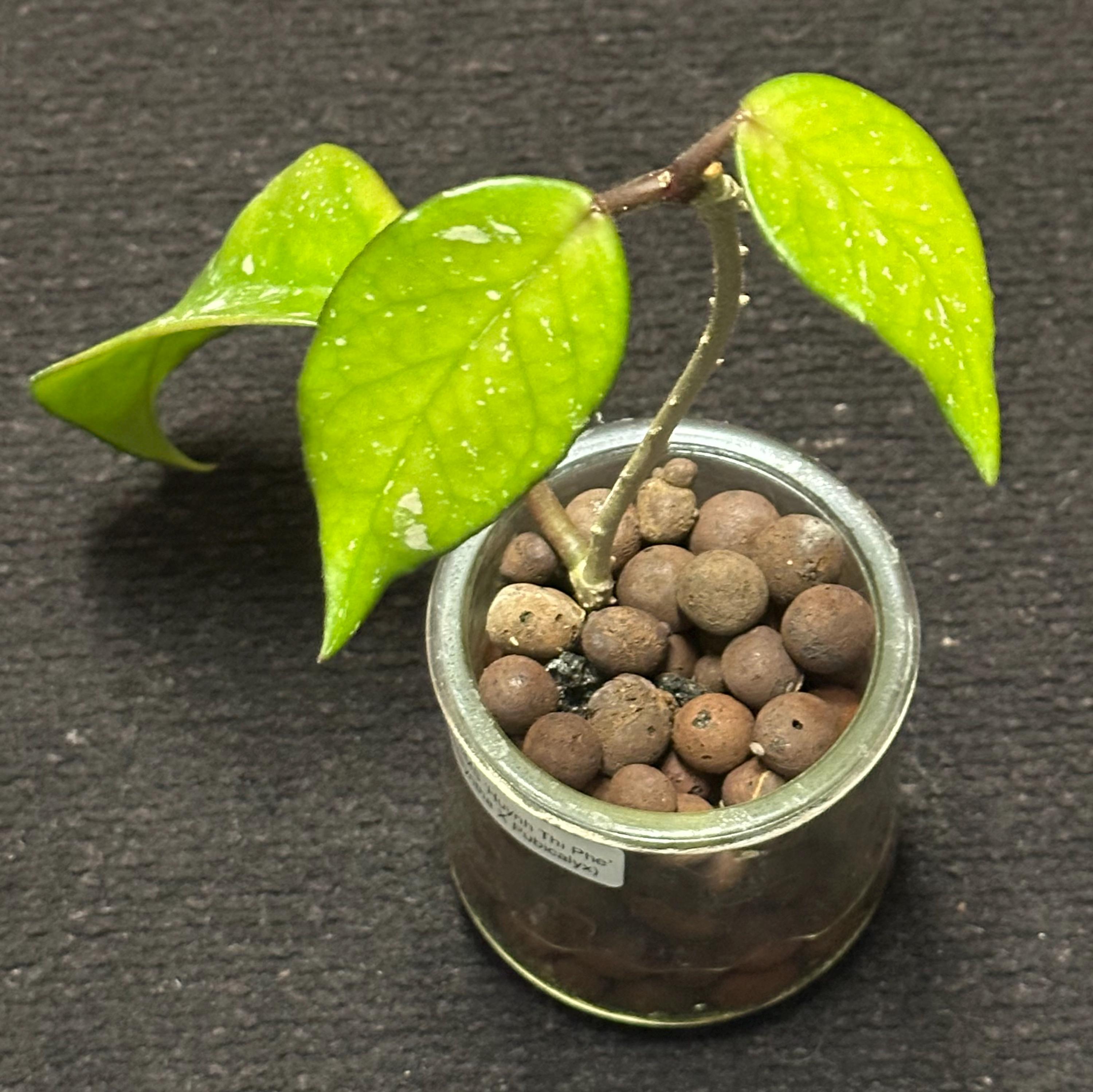 Jezkazganda jinsiy aloqa qilish