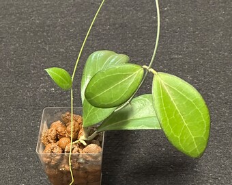 Hoya ‘Paula’ GN-01 (H.Paulshirleyi x H.Albida) Rooted Plant