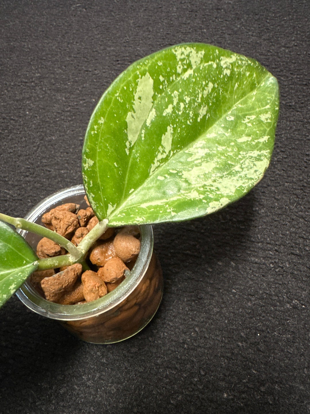 Hoya Patcharawalai 023 Splash Cutting Rooted in Leca Etsy