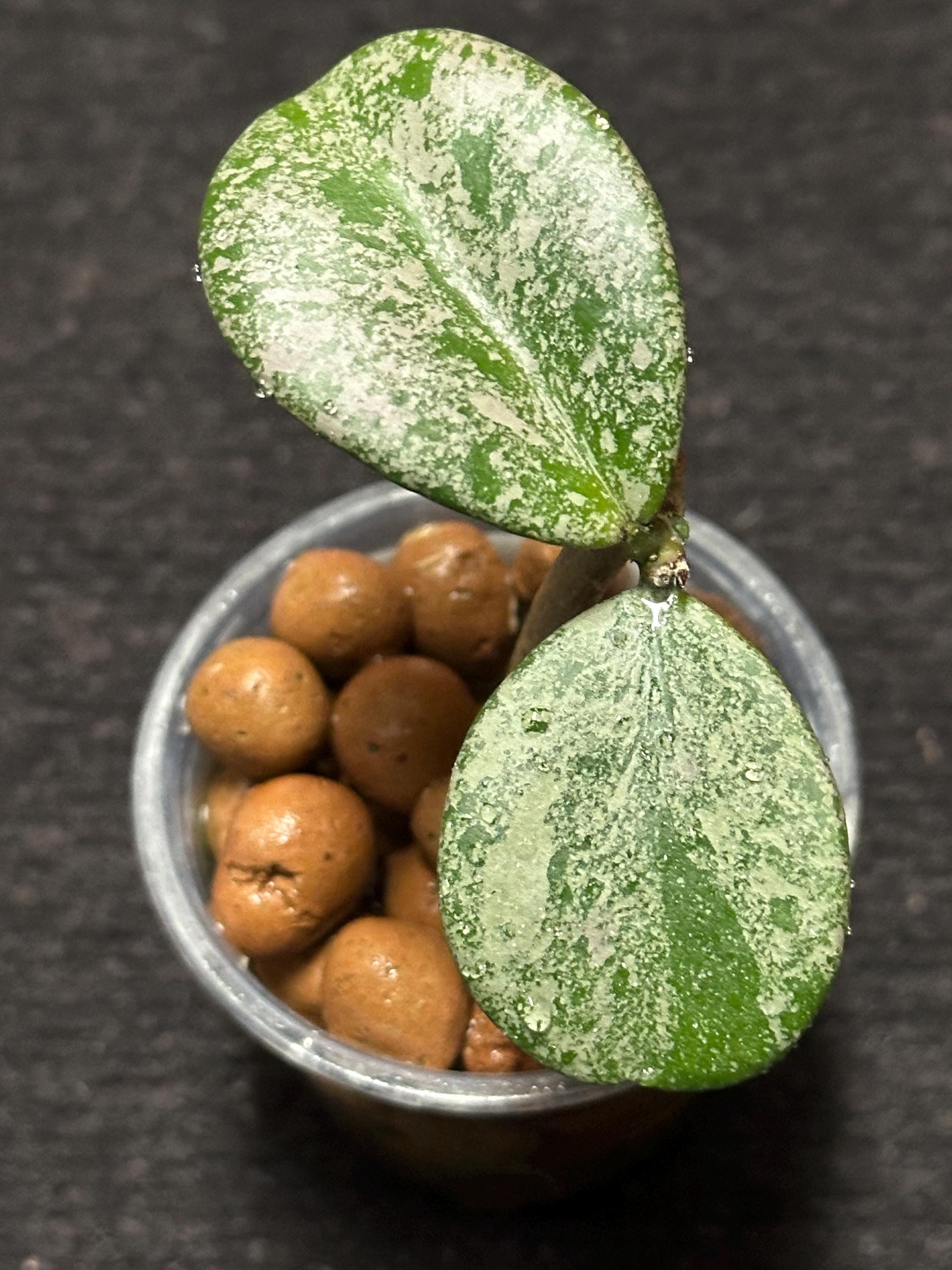 Hoya Obovata X Pubicalyx Splash - Etsy
