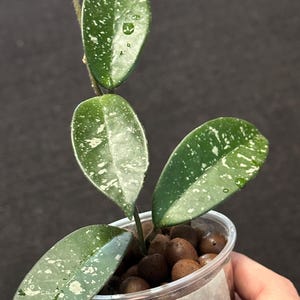 May include: A small potted plant with green leaves speckled with white spots. The plant is in a clear plastic cup with brown pebbles at the base. The text "SMS Jenny" is written on a label on the cup.
