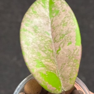 Hoya Carnosa ‘Salem’