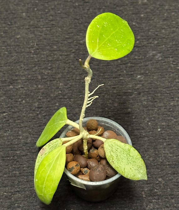 Hoya AH 'santa' - Etsy