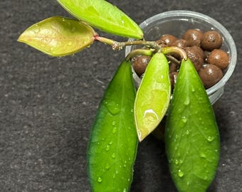 Hoya Davidcummingii Yellow ((((hoya)))))phyto-cer//// - Etsy
