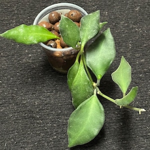Hoya NS05-240