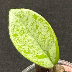 Hoya Carnosa ‘Salem’