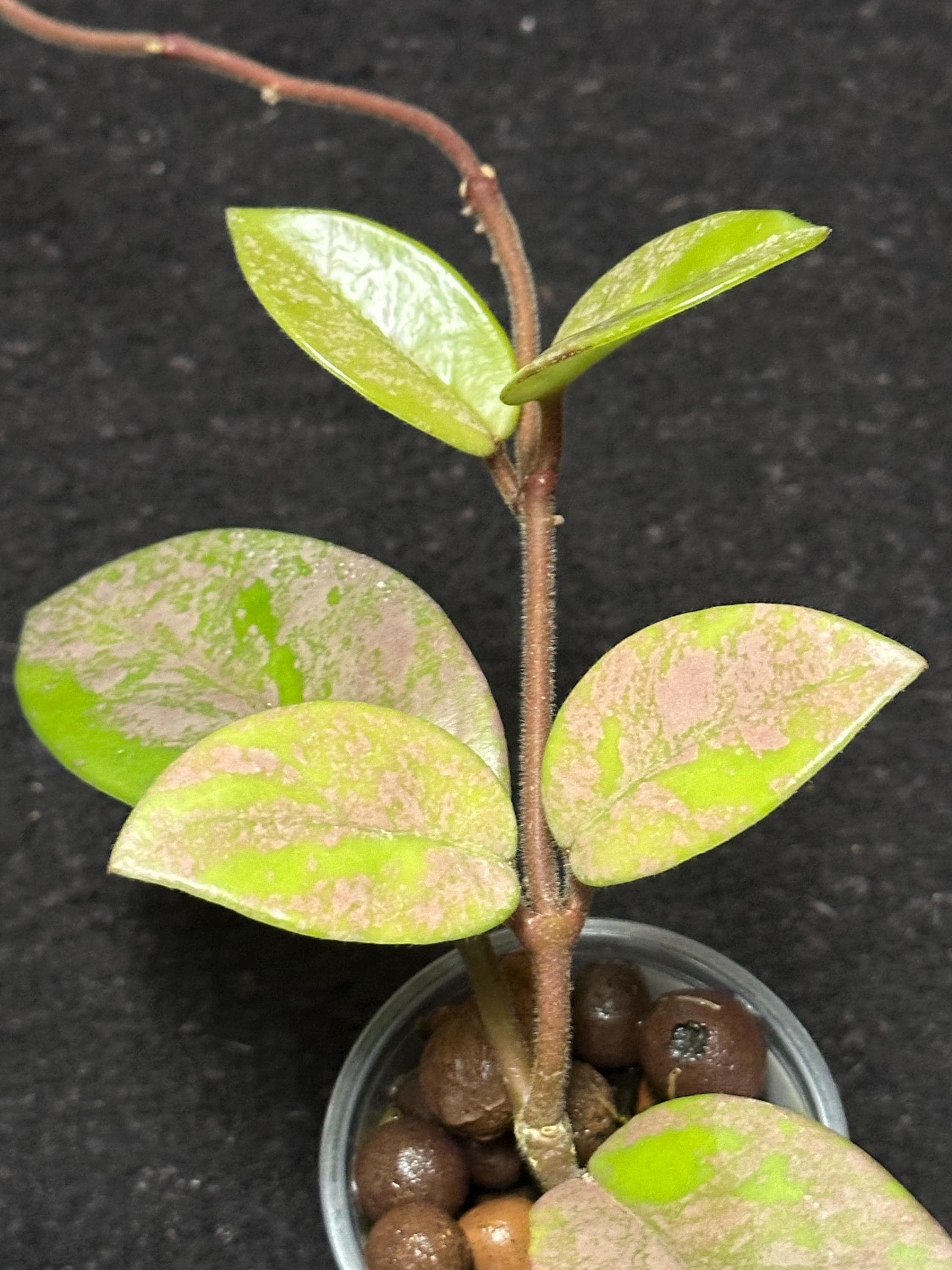 Hoya Carnosa 'salem' - Etsy
