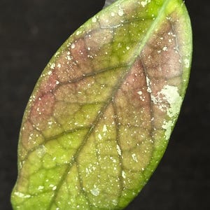 Hoya ‘Natta’ Cutting