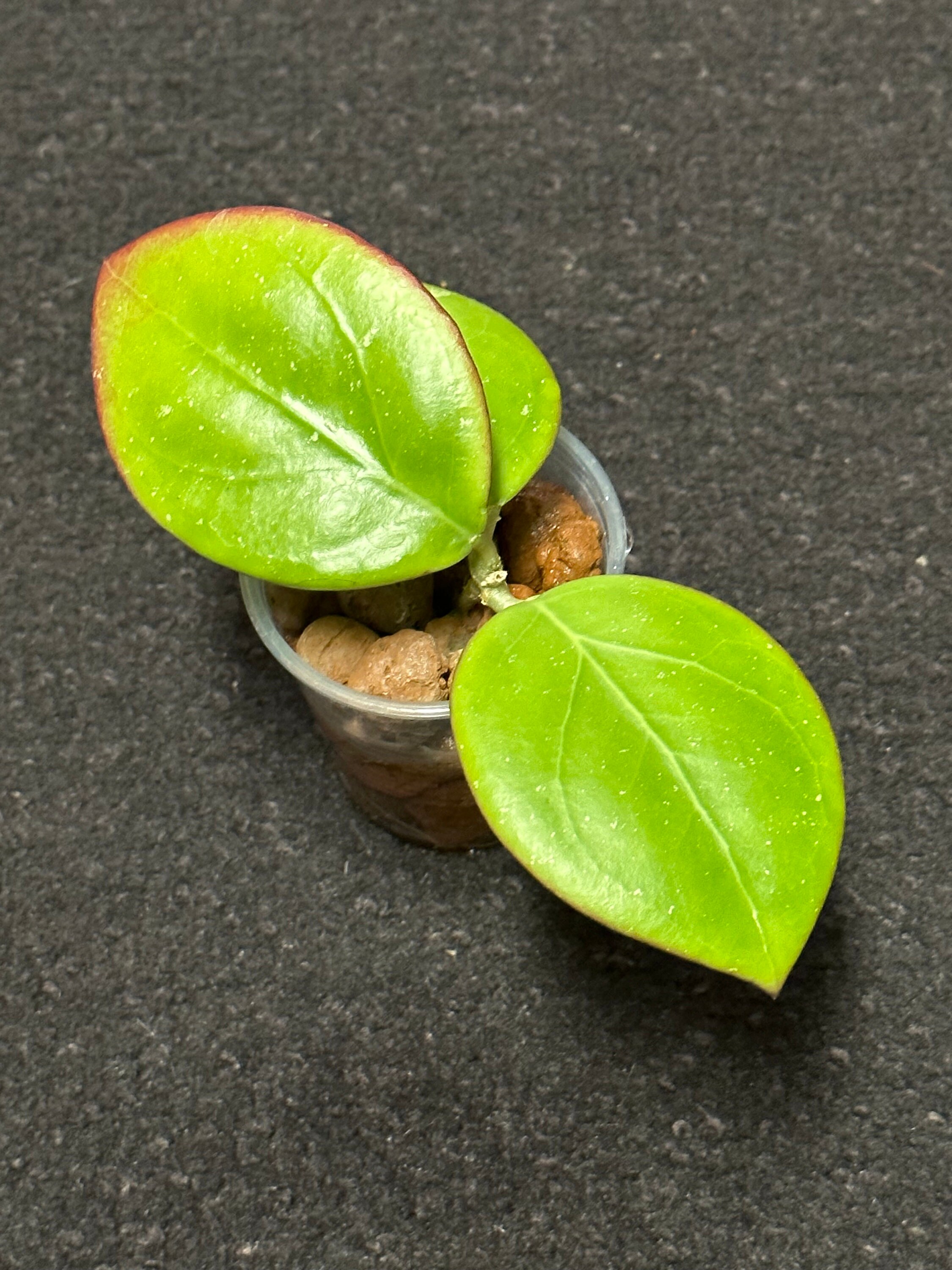 Hoya MB 1497 (erythrina X MB 1141) Rooted - Etsy Hoya MB 1497 (erythrina X MB 1141) Rooted - Etsy