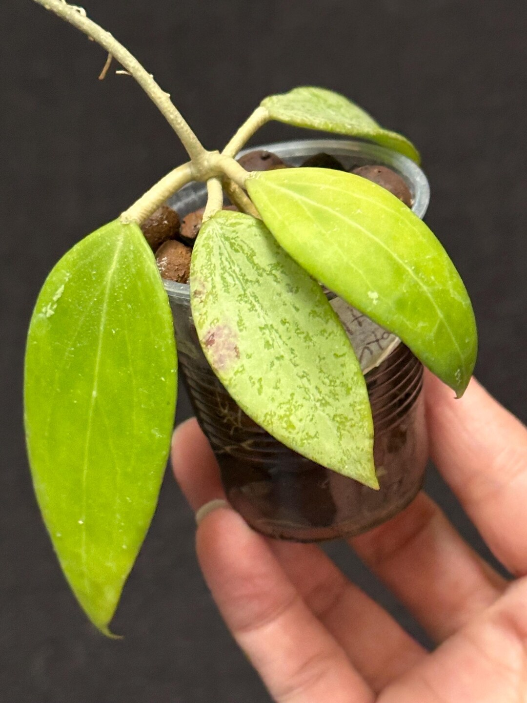 Hoya AH 'santa' - Etsy