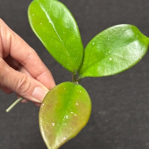 Hoya ‘Lucille’ (H.Fungii x H.Pubicalyx ‘Jungle Garden’) Cutting Unrooted