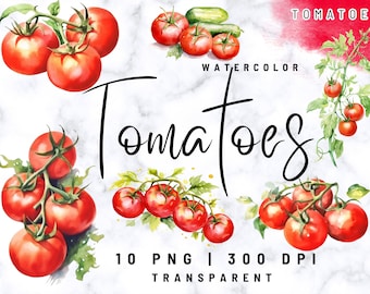 Tomato Clipart, Tomato Watercolor, Tomato Clipart Bundle, Tomato PNG, Vegetable Clipart, Commercial Use