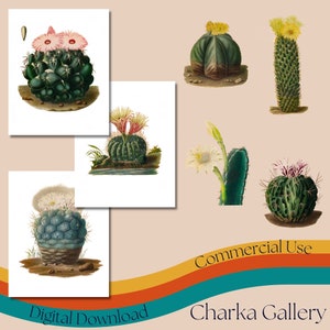 Printable Cactus Illustrations, Vintage Botanical Images, Cacti Clipart, JPG & PNG Formats, Ephemera, Junk Journal, Collage, Scrapbook