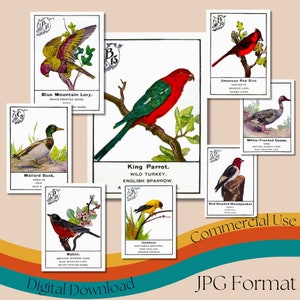 jeu de cartes « Oiseau » vintage, cartes d'illustration d'oiseaux imprimables, jeux éducatifs anciens, cartes d'oiseaux à collectionner, usage commercial