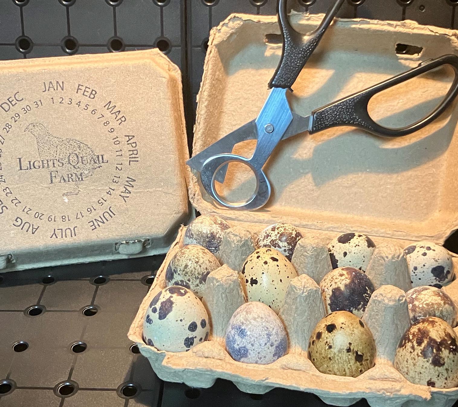 One Dozen Homestead-Raised Coturnix Quail Eggs (Unfertilized) – Fresh for Eating or Crafting – FREE Quail Egg Scissors Included!