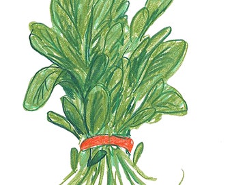 Puede incluir: Un manojo de verduras de hoja verde atadas con una banda elástica roja.