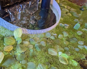 Floating Plant Barrier (Suction Cup / Magnet)