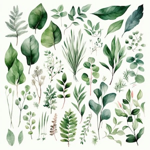 Groen gebladerte 67 png-clipartsets 6/8/11/20 - aquarel botanische digitale bestanden voor huwelijksuitnodigingen, scrapbooking en ambachten