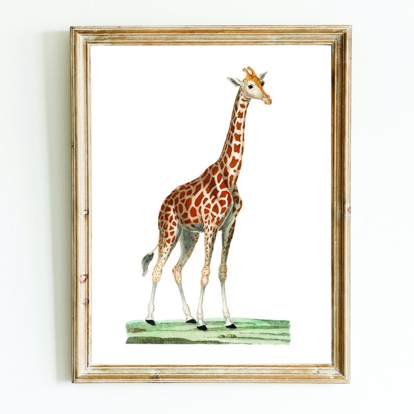 Giraffe image for safari animal lover. Printable wall hanging decor for kids bedroom or picture for infant school or nursery or play centre.