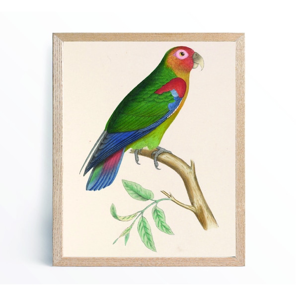 Rusty-faced Parrot printable vintage painting. Home decor wall hanging art picture for kids bedroom nursery childs playroom or hallway.