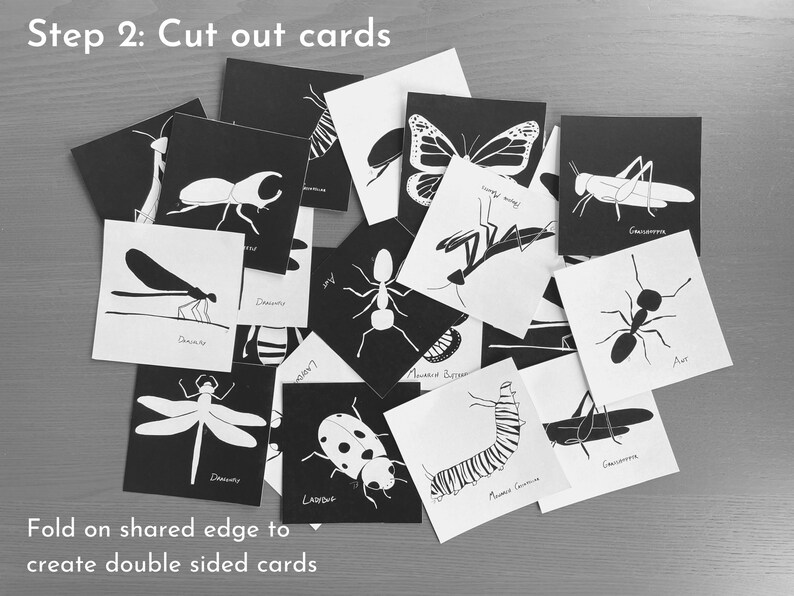 Insect Collection: Montessori High Contrast Printable Sensory Cards - Etsy