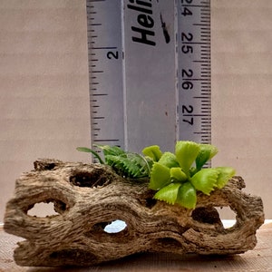 Jumping Spider Accessories
