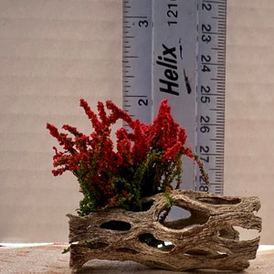 Jumping Spider Accessories