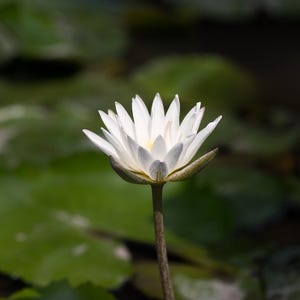 Op de afbeelding: Een witte waterleliebloem met meerdere bloemblaadjes, tegen een achtergrond van groene waterleliebladeren. De bloem staat in volle bloei, met een geel centrum en een lange, slanke stengel.