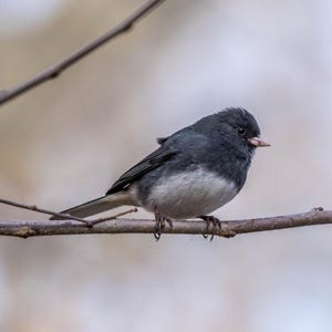 Può includere: Un piccolo uccello con la testa e il dorso grigio scuro e il ventre bianco, posato su un ramo marrone. L'uccello ha un piccolo becco rosa e guarda verso destra. Lo sfondo è sfocato, suggerendo un ambiente naturale all'aperto.