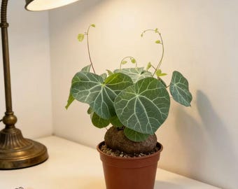 Stephania Cepharantha plant ~1 - 1.5in BULB ONLY, Home Decor