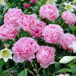 May include: A cluster of vibrant pink peonies in full bloom, showcasing layered petals and a lush, textured appearance. The flowers are set against a backdrop of green foliage and other white flowers, creating a natural, floral display.