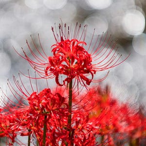 Red Spider Lily Bulbs | Lycoris radiata | Naked Lady | Fall Bloom Perennial | Heirloom Flower Bulbs for Garden