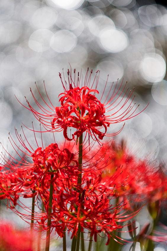 Red Spider Lily Bulb: Lycoris Radiata Fall Bloom Perennial