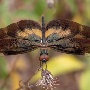Puede incluir: Primer plano de una libélula con intrincados patrones en las alas. Las alas muestran una combinación de marrón, amarillo y secciones transparentes, con una red detallada de venas. El cuerpo de la libélula es oscuro y sus ojos son de color marrón rojizo. El insecto está posado en un tallo de planta seca.